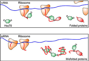 ribosomes
