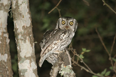 screech-owl
