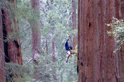 Tree Climbing Institute