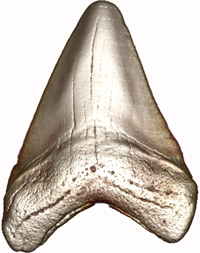 shark tooth
