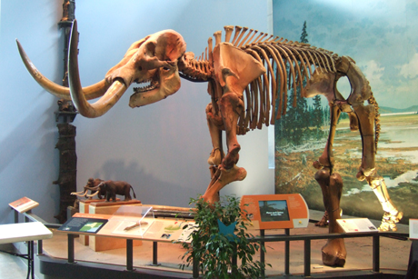 mammoth skeleton