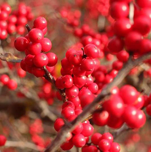winter berries