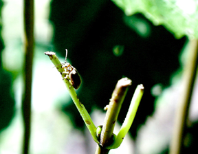 viburnum leaf beetle