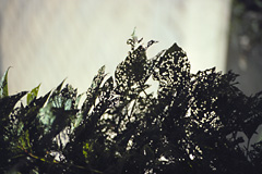 Skeletal viburnum leaves