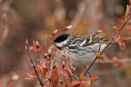 blackpoll warbler