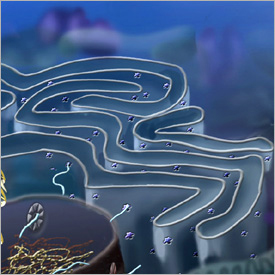 Endoplasmic reticulum