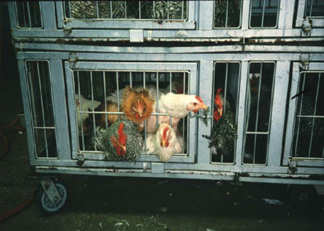 Courtesy of Susan Trock