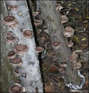 Shiitake mushrooms