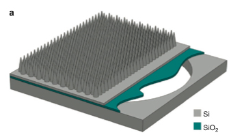 A schematic drawing of the biosensor