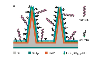 A drawing of how single-stranded DNA