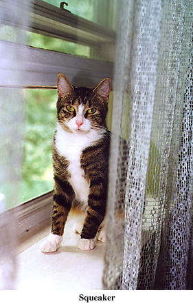 Squeaker