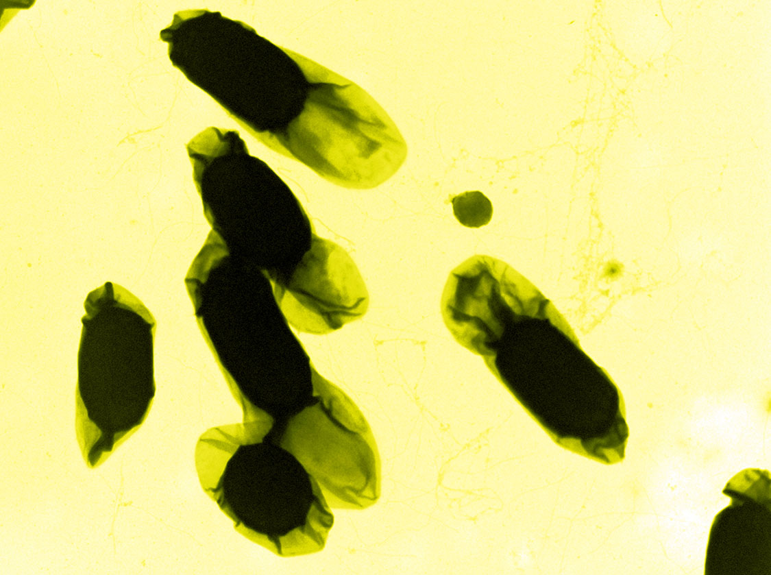 microbe Bacillus wiedmannii