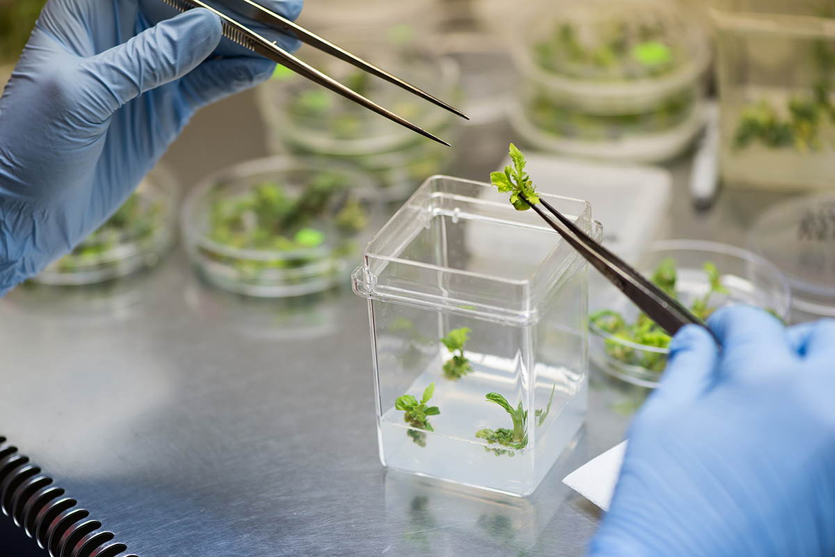 Tomato rooting transfer