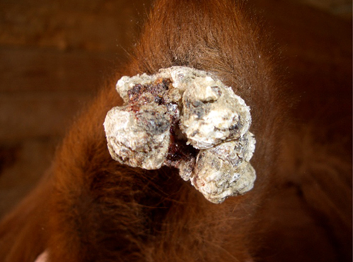 sarcoid tumor on horse ear