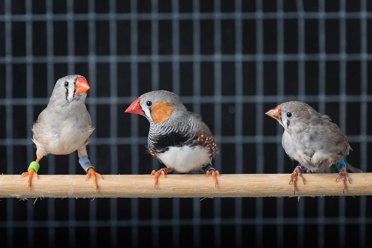 Zebra Finches