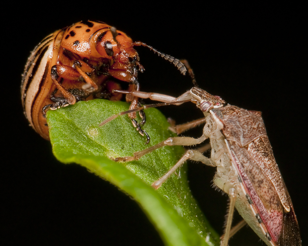 Adult beetle under attack