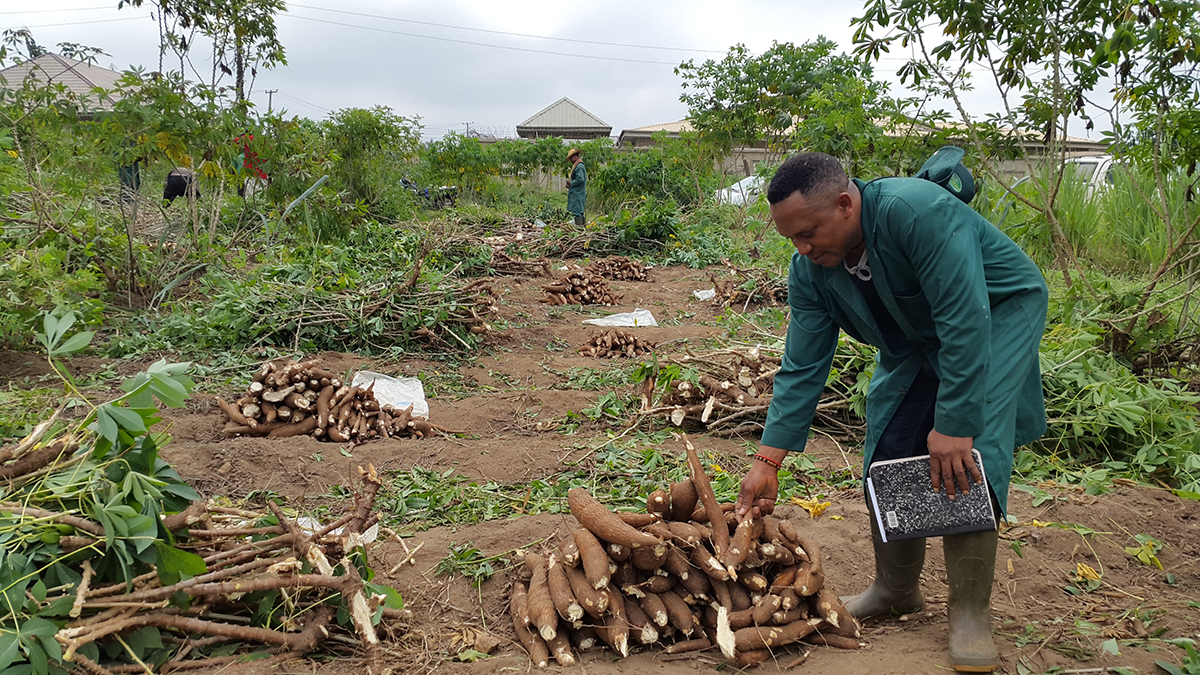 Cassava field