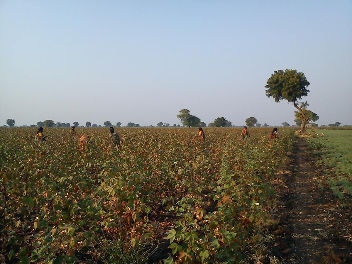Vidarbha farm