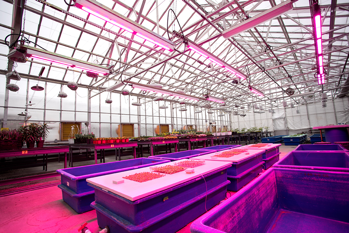 Kenneth Post Laboratory greenhouses