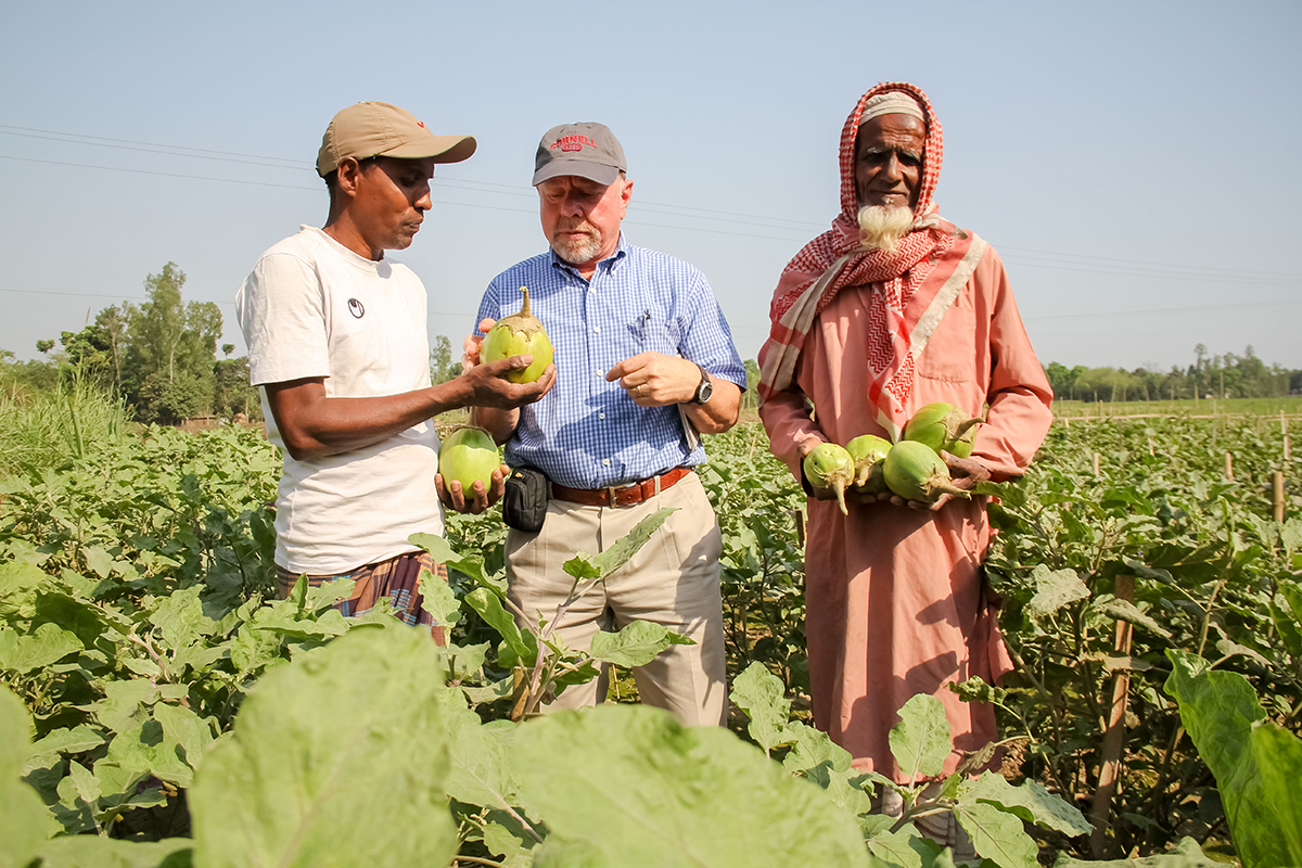 Bangladesh eggplant farm