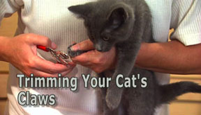 video image of a cat