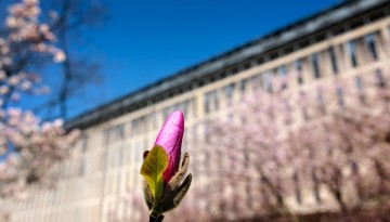 Spring flowers by Olin Library.